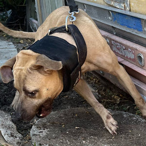 Meet your Posher, Corey